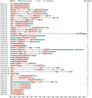 Genome-Wide Identification and Functional Analysis of NADPH Oxidase Family Genes in Wheat During Development and Environmental Stress Responses